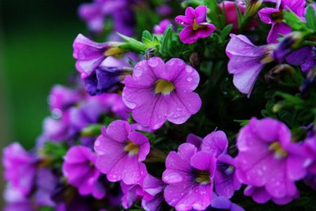 矮牵牛什么时候播种