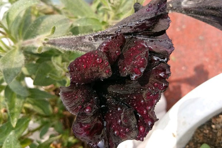 矮牵牛怎么爆盆