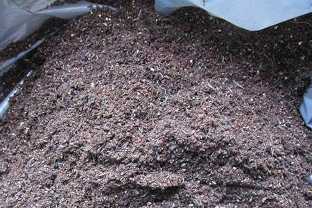 矮牵牛怎么爆盆