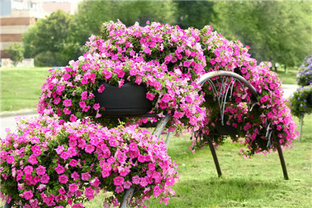 矮牵牛怎么爆盆