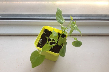 矮牵牛怎么爆盆