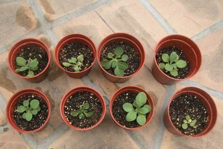 矮牵牛怎么播种