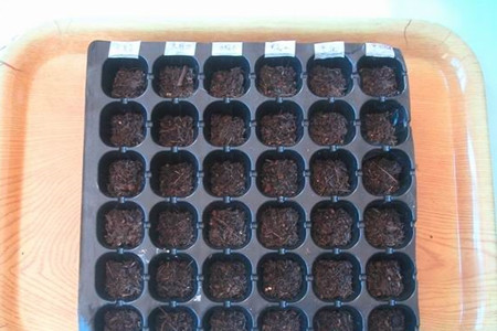 矮牵牛怎么播种