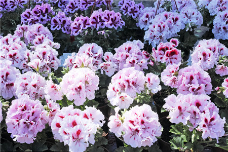 矮牵牛怎么播种