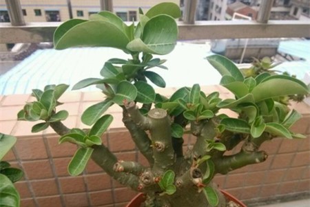 沙漠玫瑰夏天怎么养