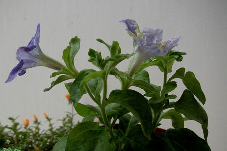 矮牵牛怎么播种