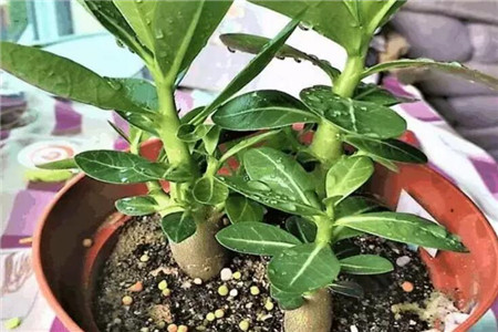 沙漠玫瑰夏天怎么养