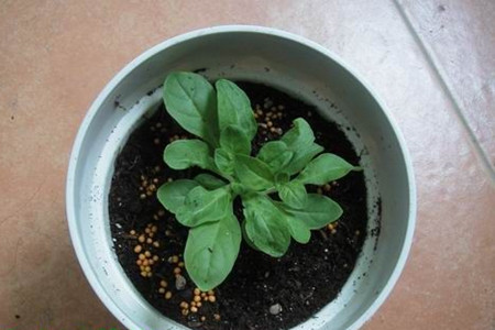 矮牵牛怎么播种