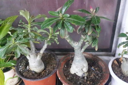 沙漠玫瑰夏天怎么养