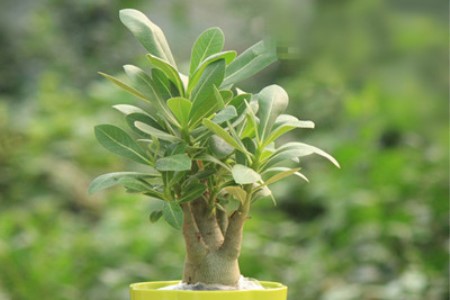 沙漠玫瑰夏天怎么养