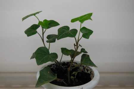 常春藤怎么繁殖