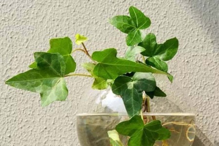 常春藤怎么繁殖