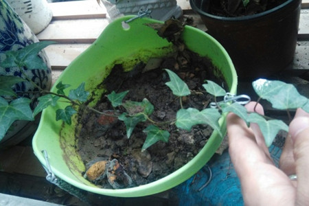 常春藤怎么繁殖