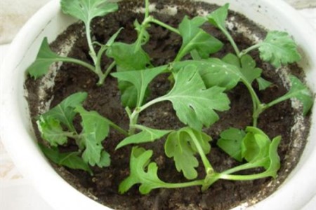 菊花怎么繁殖
