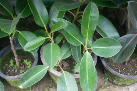 橡皮树可以用啤酒浇吗