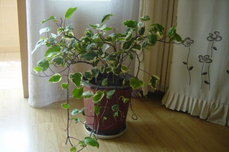 常春藤怎么养能爆盆