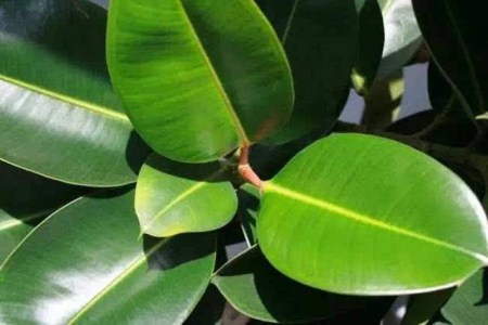 橡皮树可以用啤酒浇吗