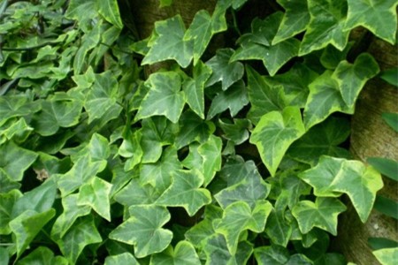 常春藤多长浇一次水