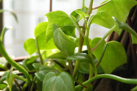 常春藤多长浇一次水