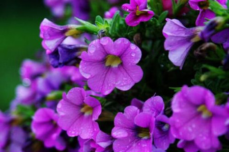 矮牵牛怎么浇水