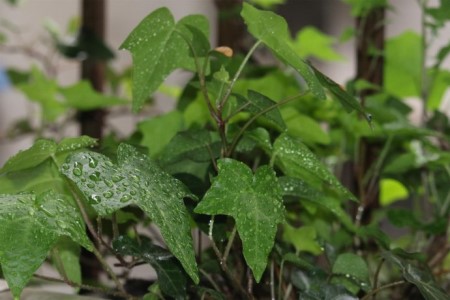 常春藤多长浇一次水