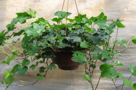 常春藤多长浇一次水