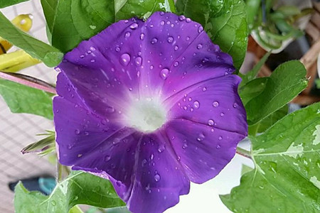 矮牵牛怎么浇水