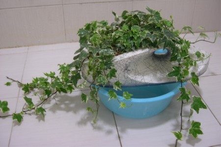 常青藤的养殖办法