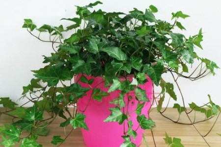 常青藤的养殖办法