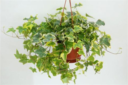 常青藤的养殖办法