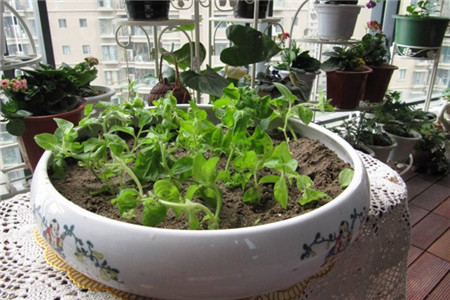 矮牵牛怎么扦插