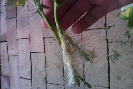 矮牵牛怎么扦插