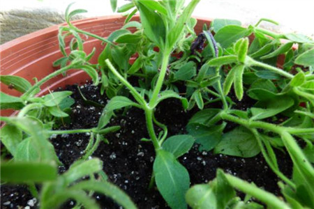 矮牵牛怎么扦插