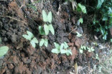 矮牵牛怎么施肥