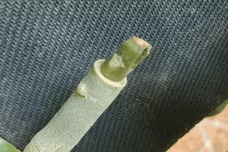 沙漠玫瑰怎么嫁接