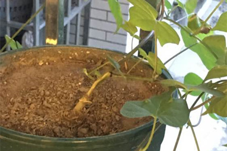 矮牵牛怎么施肥