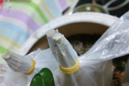 沙漠玫瑰怎么嫁接