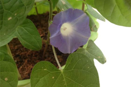 矮牵牛怎么施肥