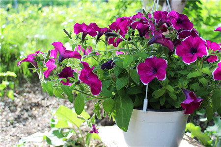 矮牵牛怎么施肥