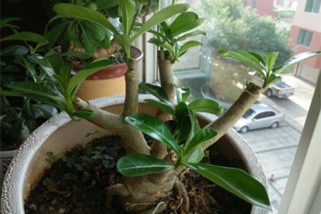 沙漠玫瑰怎么嫁接