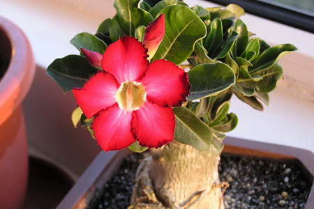 怎么让沙漠玫瑰多开花