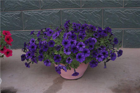 矮牵牛怎么修剪