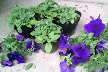 矮牵牛怎么修剪