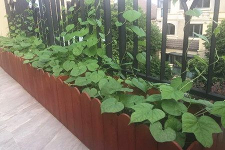 矮牵牛怎么修剪