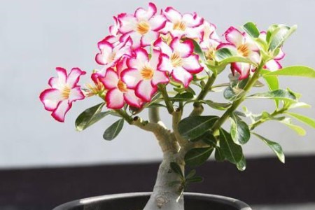 怎么让沙漠玫瑰多开花