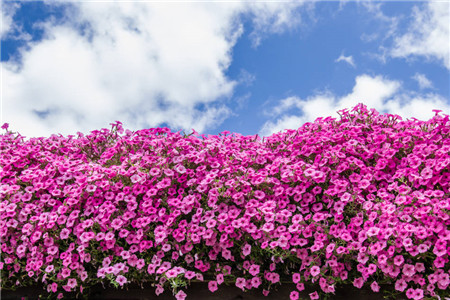 矮牵牛怎么修剪