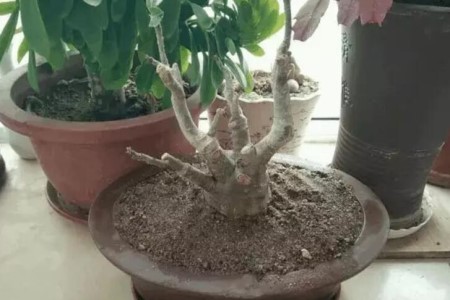 沙漠玫瑰烂根怎么补救