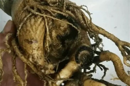 沙漠玫瑰烂根怎么补救