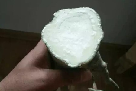 沙漠玫瑰烂根怎么补救