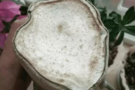 沙漠玫瑰烂根怎么补救